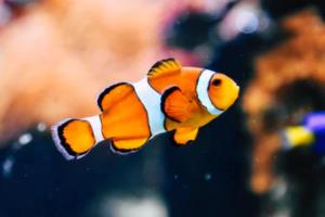 伊斯特彭击败对手，收获法甲卫冕希望